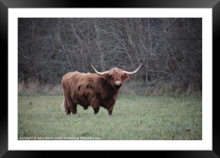 A Highland Cow grazing on the Somerset Levels Framed Mounted Print by John Martin