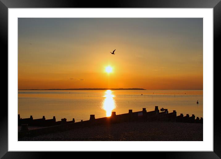 Seagull flying over setting sun at Whitstable Beach in Kent, England. Framed Mounted Print by Jonathan Moulton