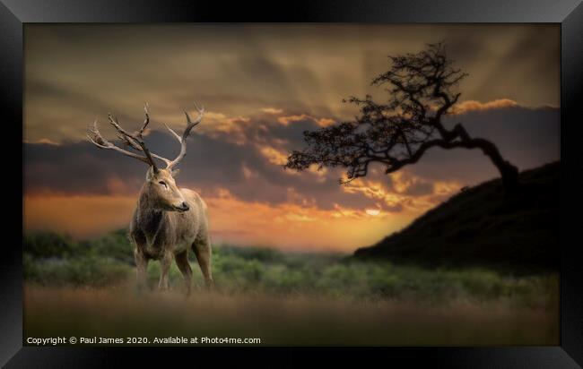 The king at sunset Framed Print by Paul James