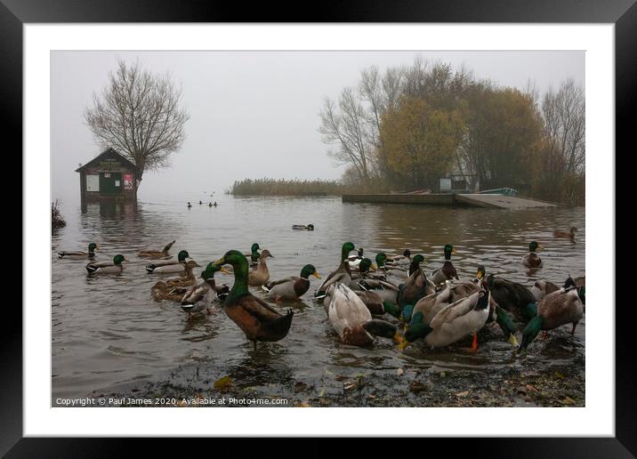 The ducks and the flood Framed Mounted Print by Paul James