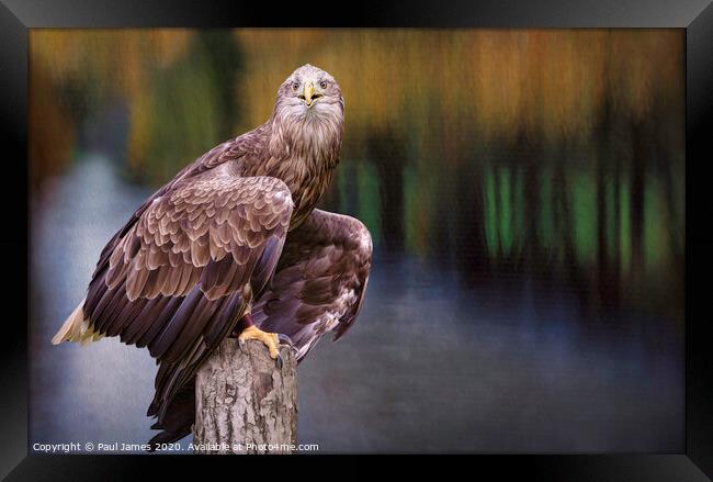 Eagle in the park Framed Print by Paul James