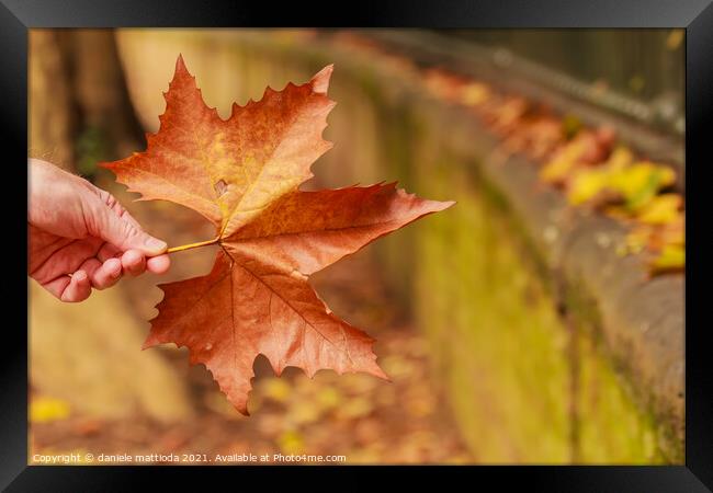 a leaf of a tree with the typical color of autumn Framed Print by daniele mattioda