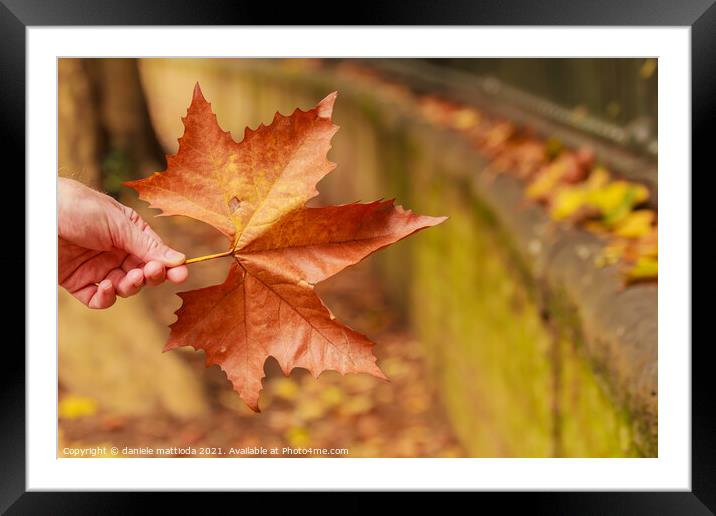 a leaf of a tree with the typical color of autumn Framed Mounted Print by daniele mattioda