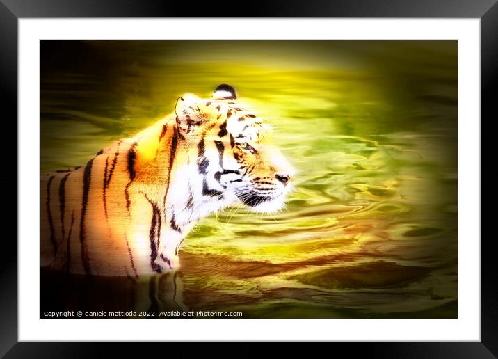 MOTION COLOR of siberian tiger Framed Mounted Print by daniele mattioda