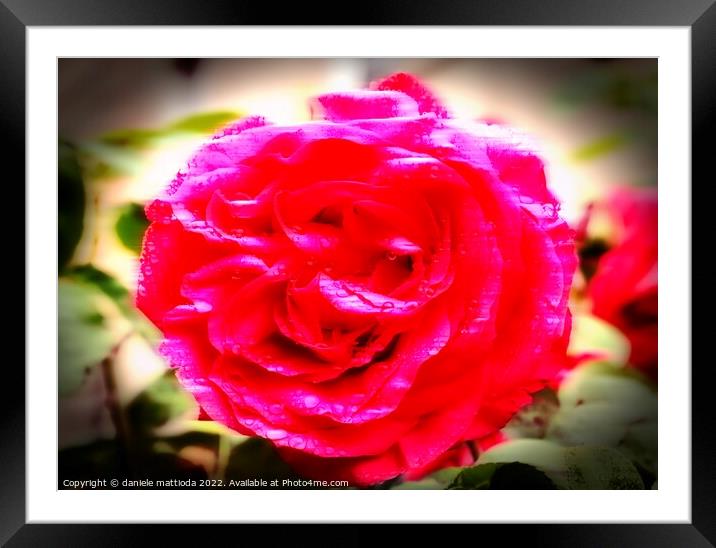 MOTION COLOR of a rose Framed Mounted Print by daniele mattioda