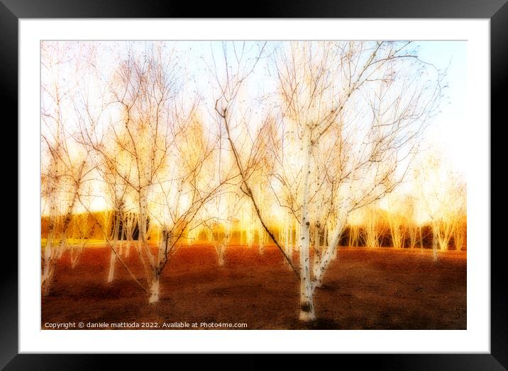 EFFECT ORTON on expanse of birch trees in a field  Framed Mounted Print by daniele mattioda