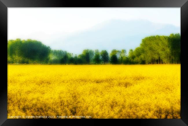 EFFECT ORTON on a field of yellow rapeseed flowers illuminated by the sun  Framed Print by daniele mattioda