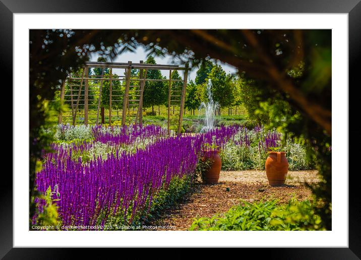 a corridor of purple sage flowers  sunlit Framed Mounted Print by daniele mattioda