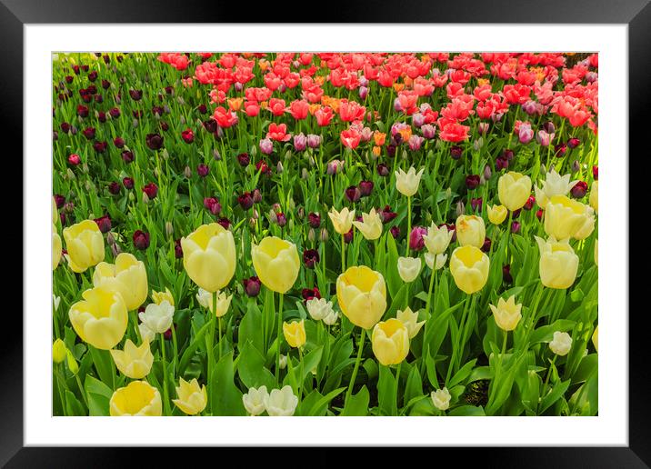 the blossoming of tulips in a park Framed Mounted Print by daniele mattioda