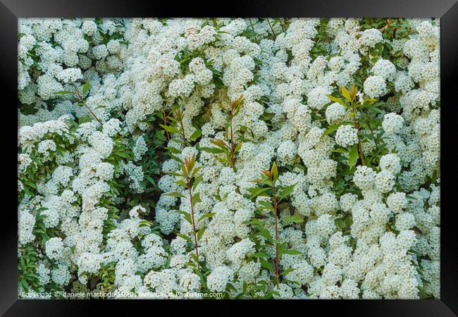 a bush of white  spirea flowers Framed Print by daniele mattioda