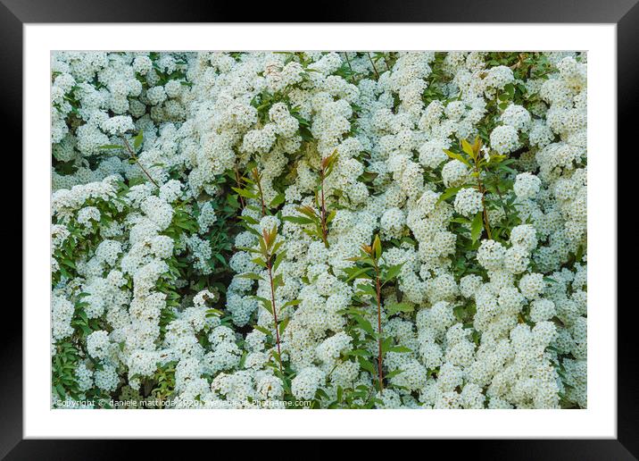 a bush of white  spirea flowers Framed Mounted Print by daniele mattioda