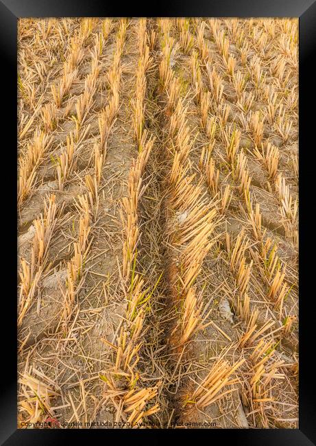 wheat field in autumn Framed Print by daniele mattioda