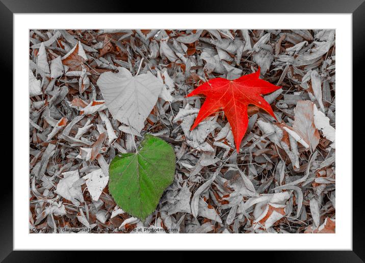 two leaves of red, and green on a carpet of dry le Framed Mounted Print by daniele mattioda
