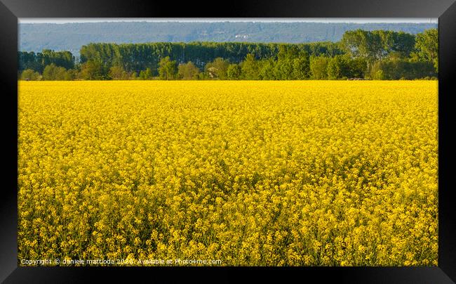 a field of yellow rapeseed flowers illuminated by  Framed Print by daniele mattioda