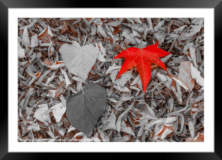 a leaf of red color, on a carpet of dry leaves Framed Mounted Print by daniele mattioda