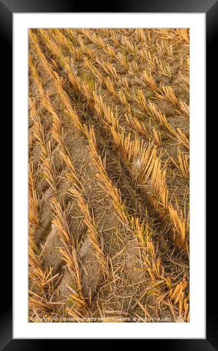 imprint of an agricultural machine in a wheat field Framed Mounted Print by daniele mattioda