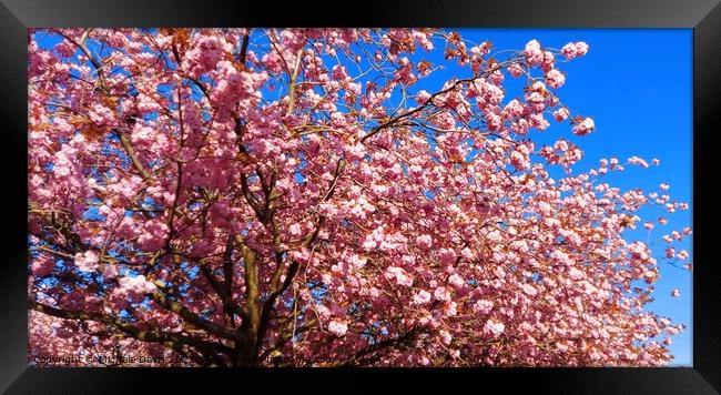 Cherry Blossom tree Framed Print by Michele Davis