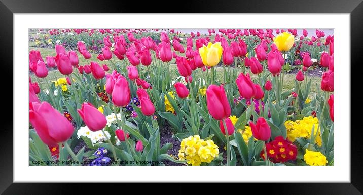 Tulips in Stanley Park, Blackpool Framed Mounted Print by Michele Davis