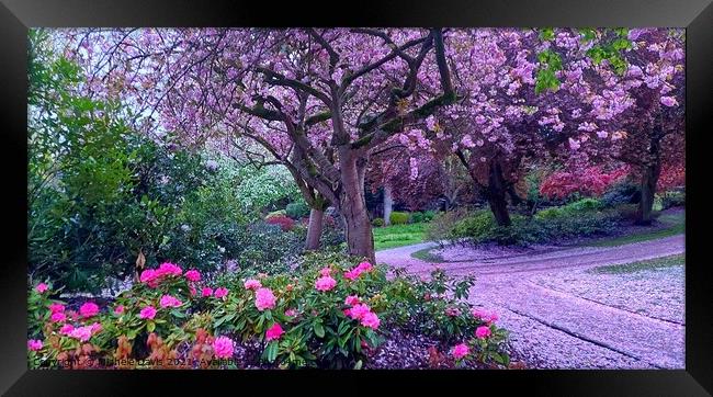 Spring in Miller Park Framed Print by Michele Davis