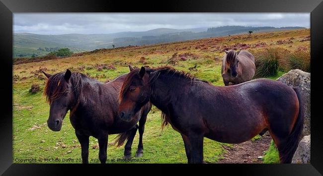 Dartmoor Ponies Framed Print by Michele Davis