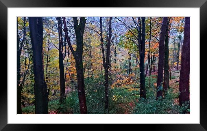Autumn Trees Forest of Bowland Framed Mounted Print by Michele Davis