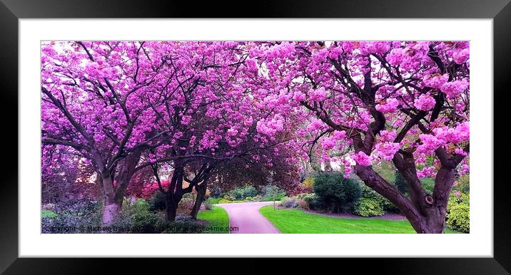 Cherrry Blossoms, Avenham & Miller Park Framed Mounted Print by Michele Davis