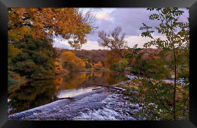 Whalley Weir, Autumn Framed Print by Michele Davis