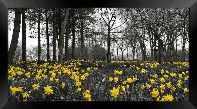 Daffodils Stanley Park, Blackpool Framed Print by Michele Davis