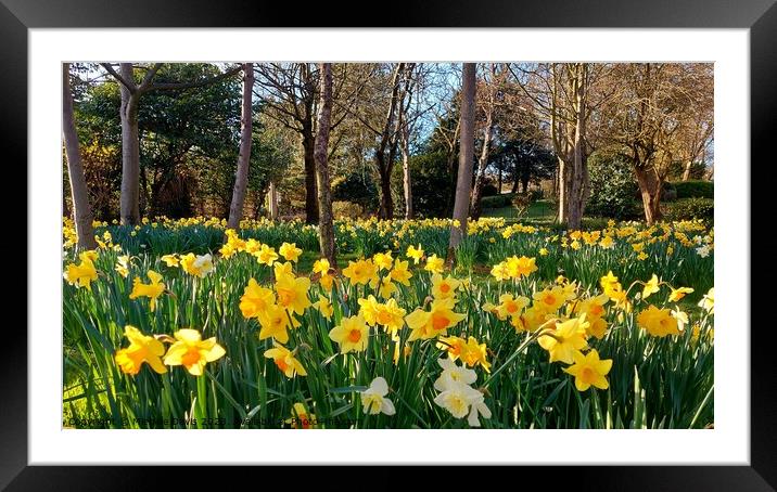 Daffodils Stanley Park, Blackpool Framed Mounted Print by Michele Davis