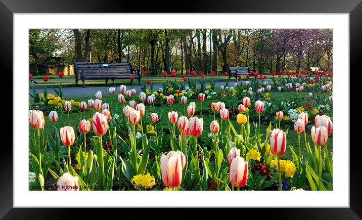 Tulips Stanley Park Framed Mounted Print by Michele Davis