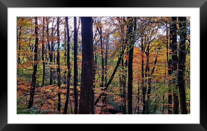 Autumn Trees, Forest of Bowland  Framed Mounted Print by Michele Davis