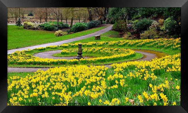 Daffodils Avenham and Miller Park Framed Print by Michele Davis