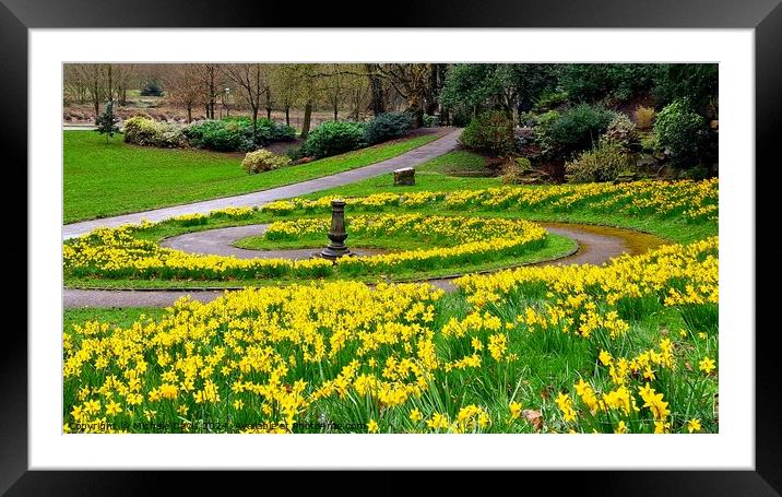 Daffodils Avenham and Miller Park Framed Mounted Print by Michele Davis