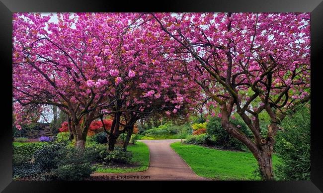 Cherrry Blossoms, Avenham & Miller Park  Framed Print by Michele Davis