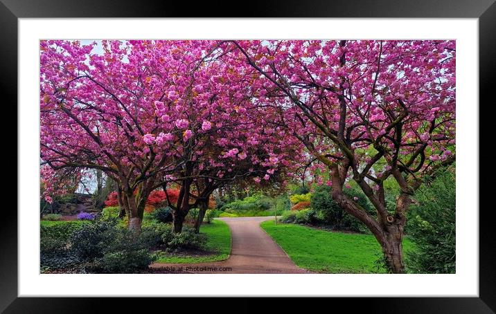 Cherrry Blossoms, Avenham & Miller Park  Framed Mounted Print by Michele Davis