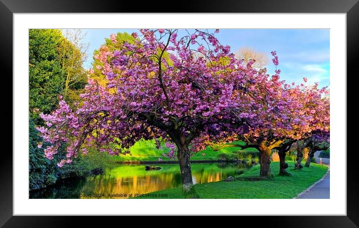 Cherry Blossoms Sefton Park Framed Mounted Print by Michele Davis
