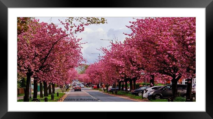 Cherry Blossoms Preston Framed Mounted Print by Michele Davis
