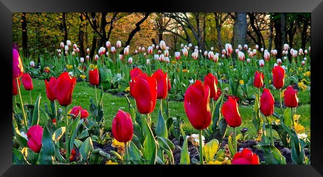 Tulips Stanley Park Framed Print by Michele Davis