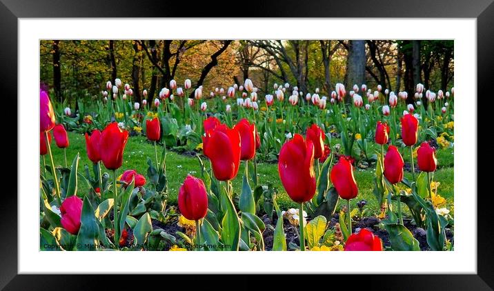 Tulips Stanley Park Framed Mounted Print by Michele Davis