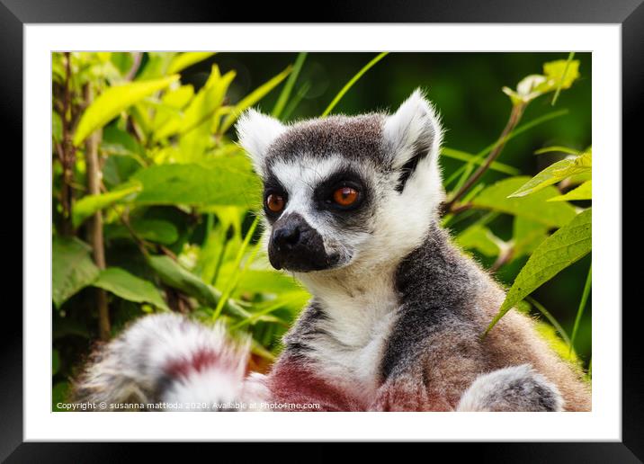 close-up  of a lemur of Madagascar Framed Mounted Print by susanna mattioda