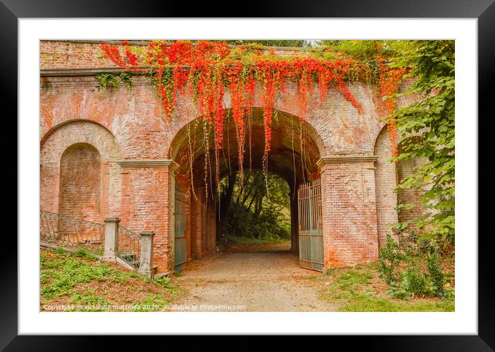 the colorful foliage of beech tree  Framed Mounted Print by susanna mattioda