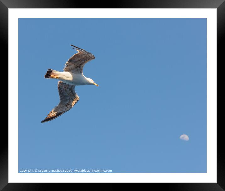 a seagull  in flight seems to hit the moon Framed Mounted Print by susanna mattioda