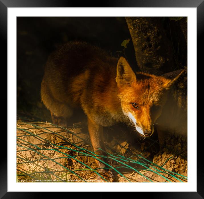 a nocturne  meeting with a fox in the woods Framed Mounted Print by susanna mattioda