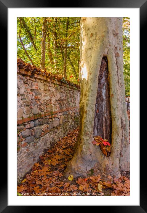 A tree  with cavity  carved by the woodpeckers Framed Mounted Print by susanna mattioda