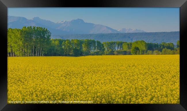 a field of yellow rapeseed flowers in Italy Framed Print by susanna mattioda