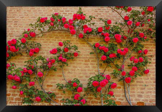 a roses climb on a brick wall      Framed Print by susanna mattioda