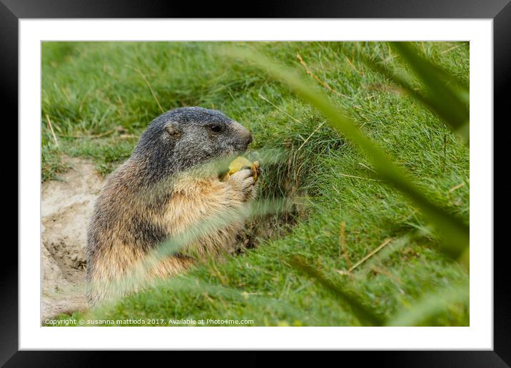 close-up of a sociable marmot Framed Mounted Print by susanna mattioda