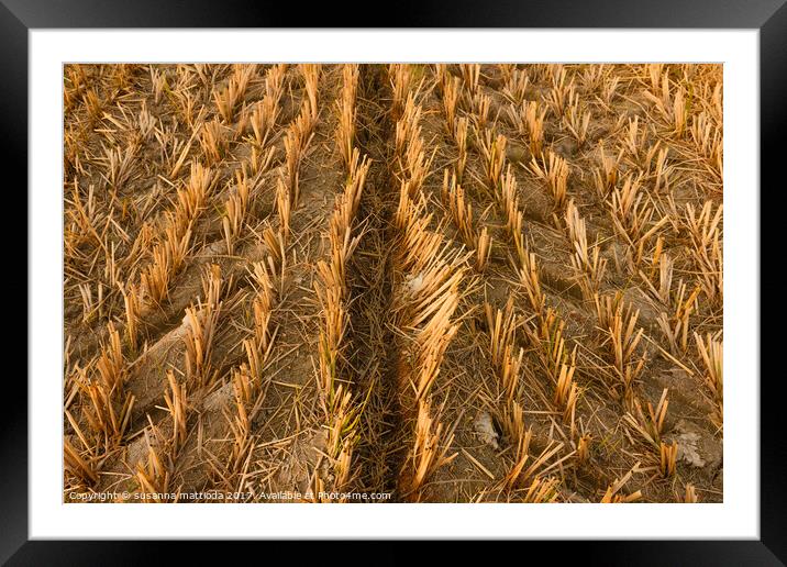 imprint of an agricultural machine in a dried mead Framed Mounted Print by susanna mattioda