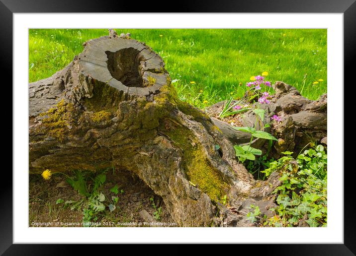 a tree trunk embraces two isolated  florets Framed Mounted Print by susanna mattioda