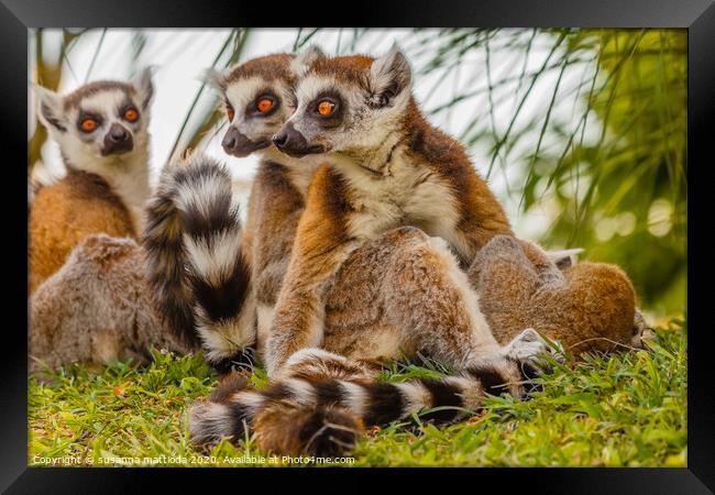 a male lemur hugs his female Framed Print by susanna mattioda